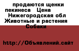продаются щенки пекинеса › Цена ­ 5 000 - Нижегородская обл. Животные и растения » Собаки   